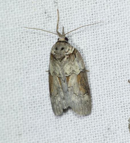 Nycteola siculana